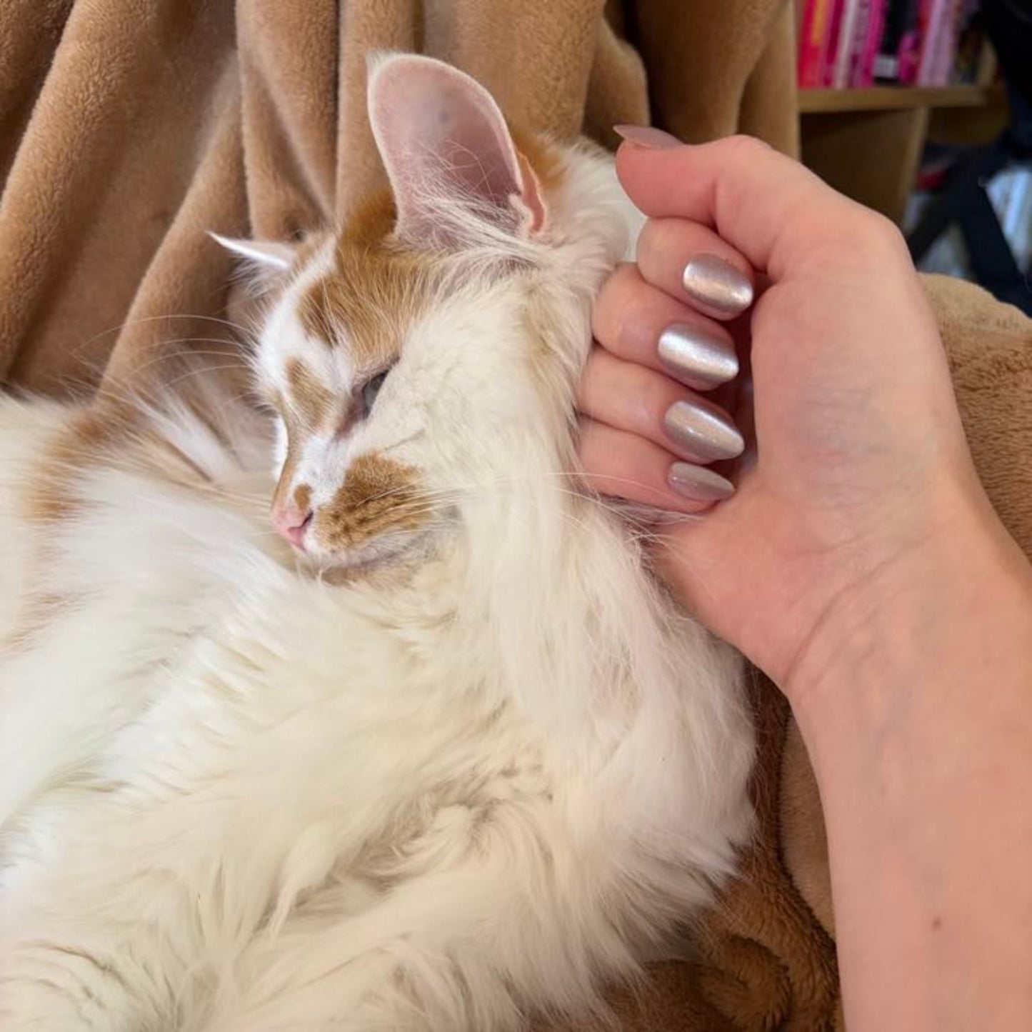 Left hand wearing almond shaped nails in a shiny chocolatey colour patting a white and ginger cat.
