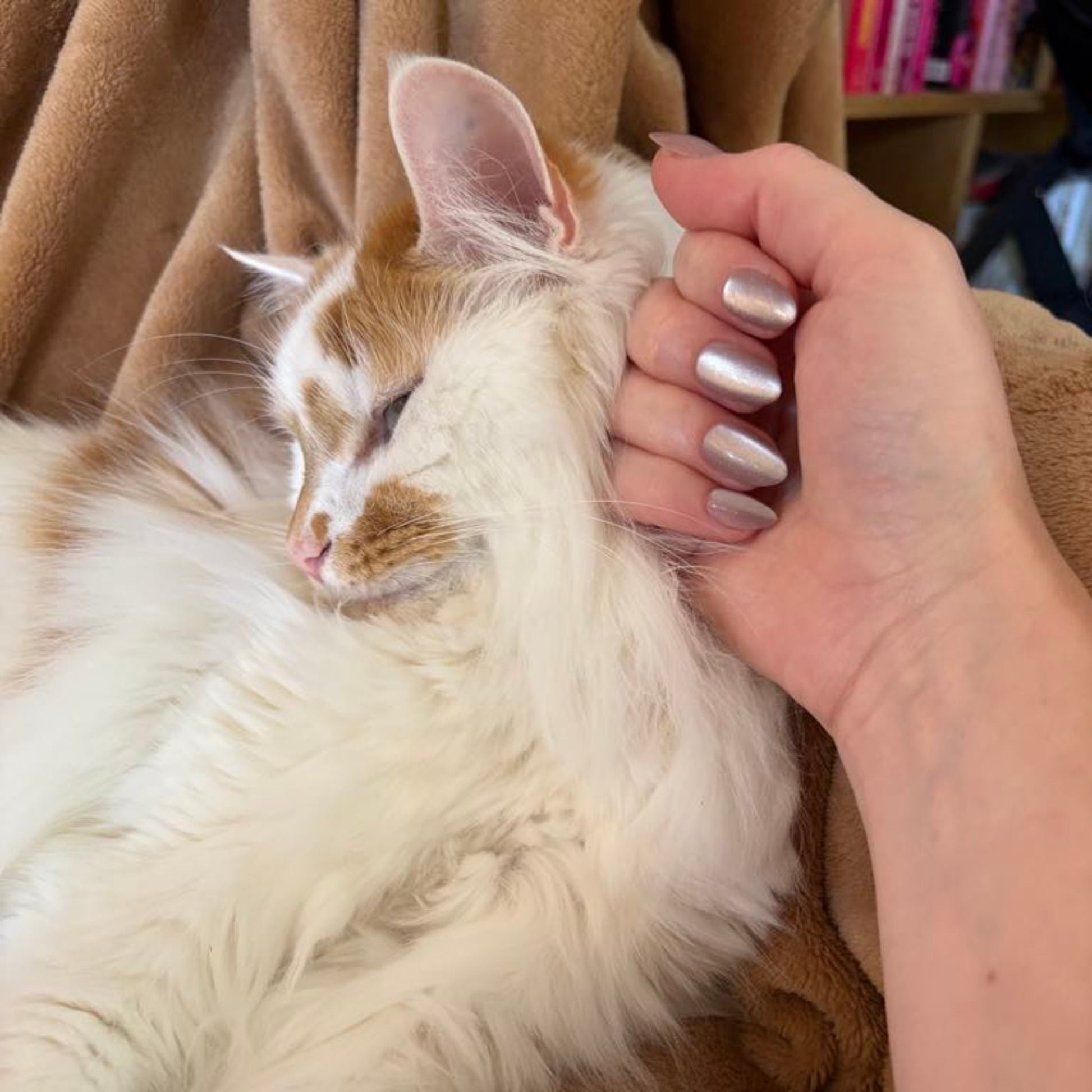 Left hand wearing almond shaped nails in a shiny chocolatey colour patting a white and ginger cat.