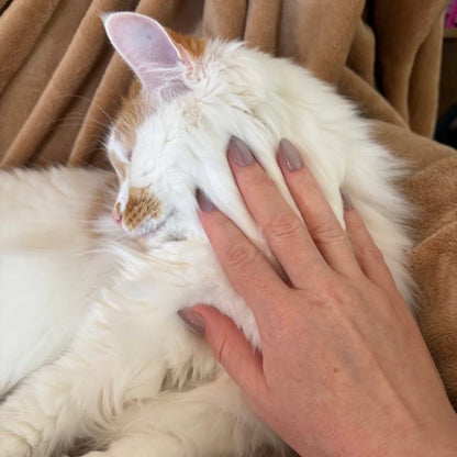Right hand wearing almond shaped nails in a shiny chocolatey colour patting a white and ginger cat.